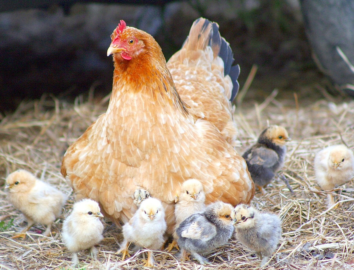 hen n chicks hen n chicks